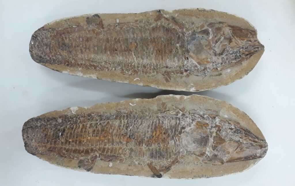 Imagem de um peixe fossilizado.